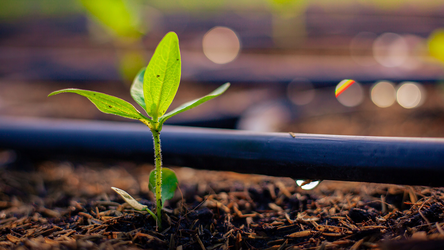 A pipe delivering drip irrigation to a young seedling