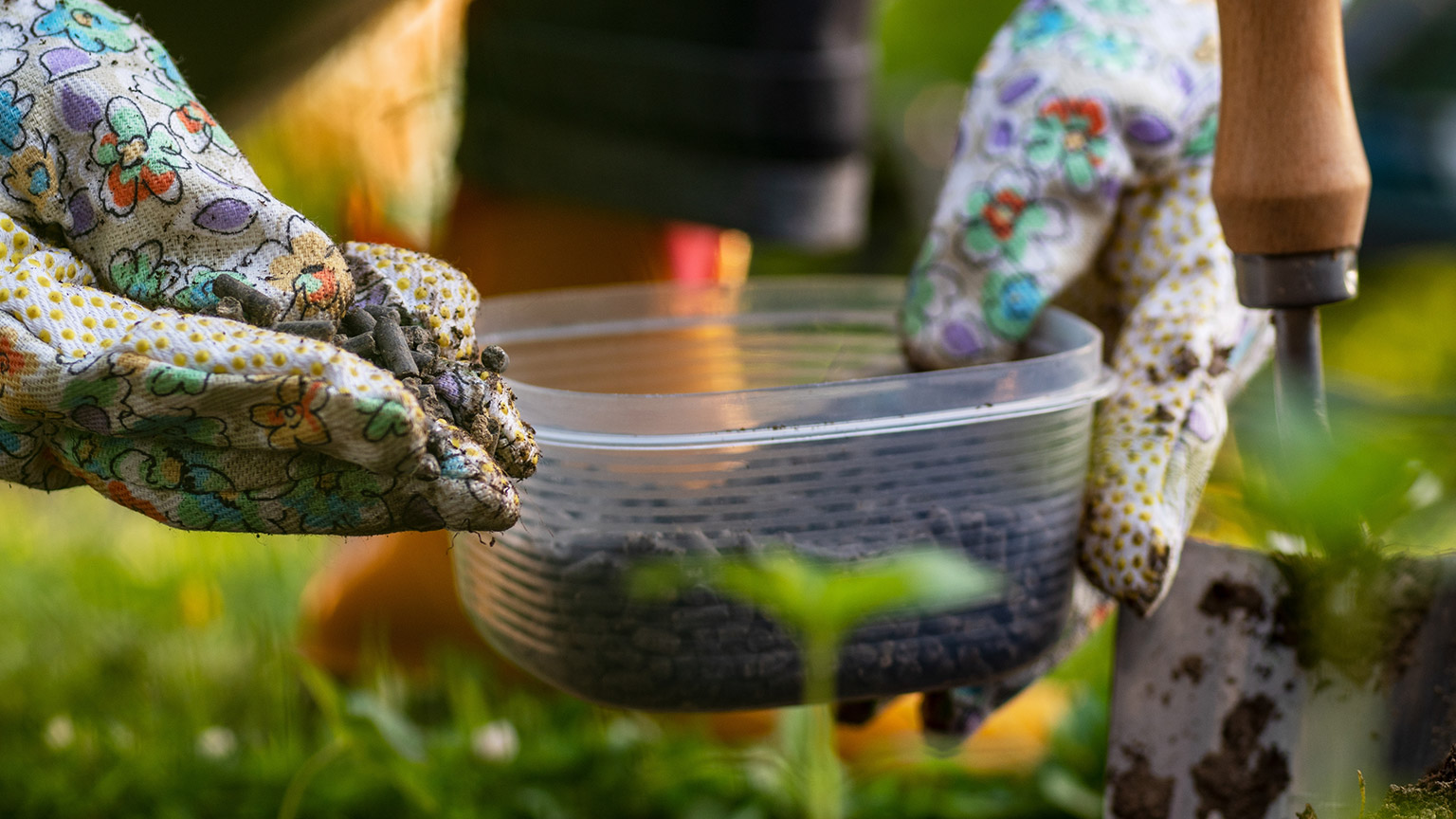 Gloved hands sprinkling fertiliser on soil