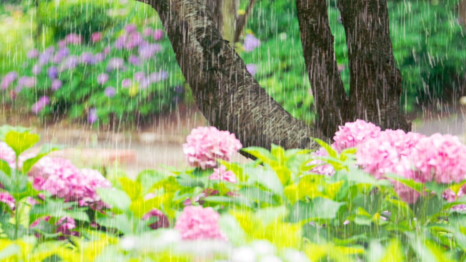 Hydrangea blooming in the rain 