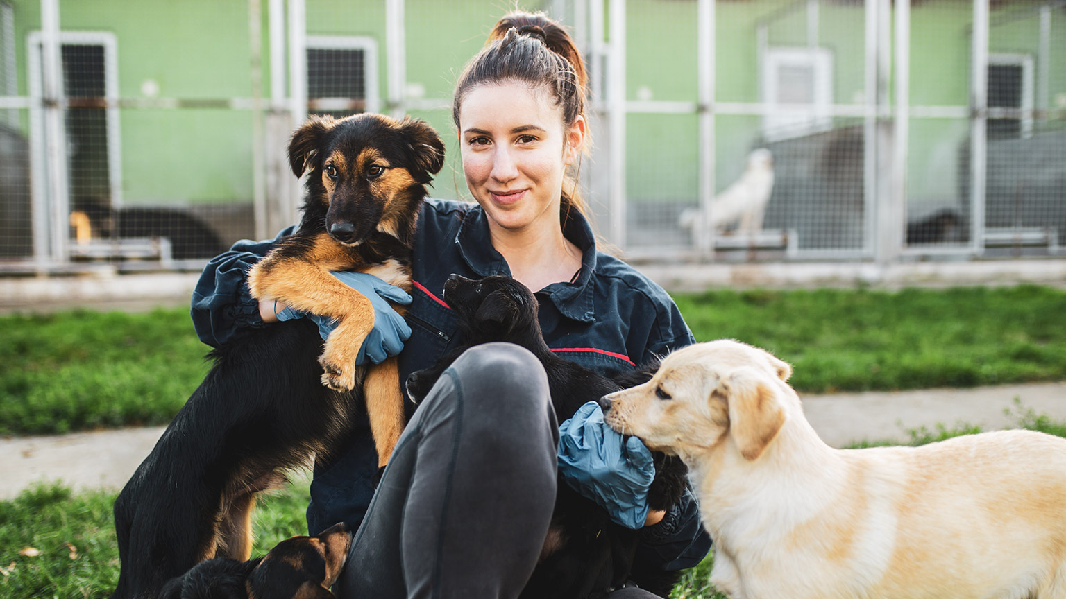 A person working in an animal shelter