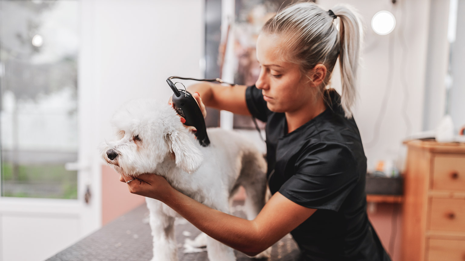 A pet groomer working with an animal