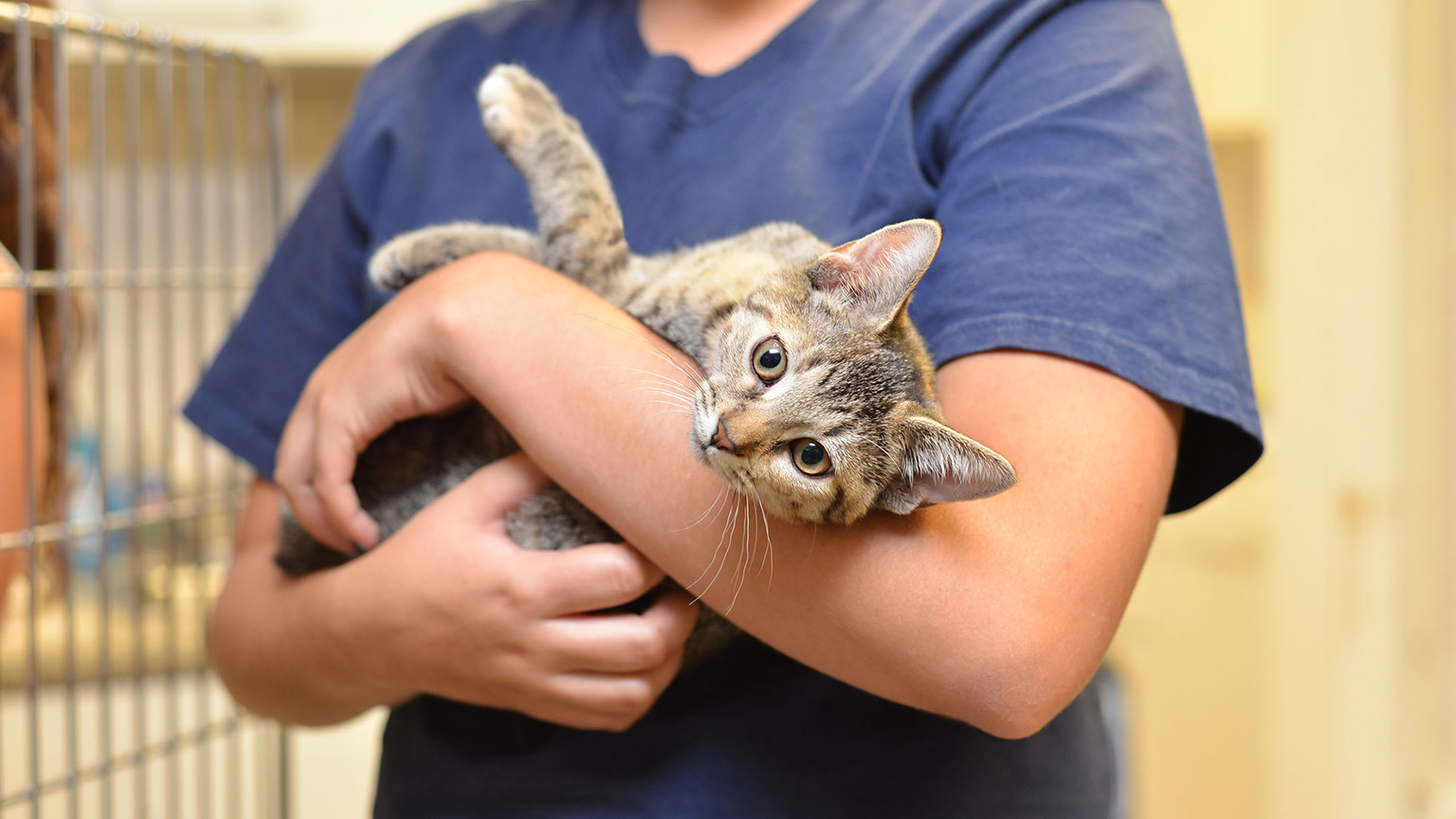 A worker holding a cat