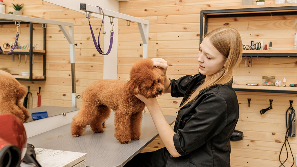 female pet groomer dry tea cup poodle dog fur with a hair dryer after washing