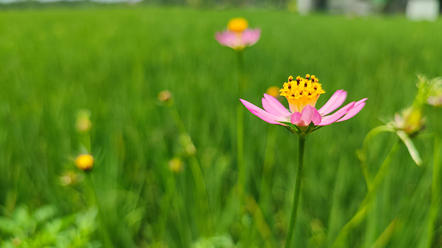 random flowers in a field