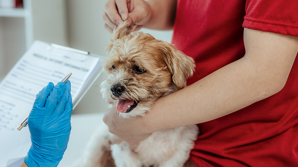 veterinarian assesses dog's health while the dog owner helps calm pet