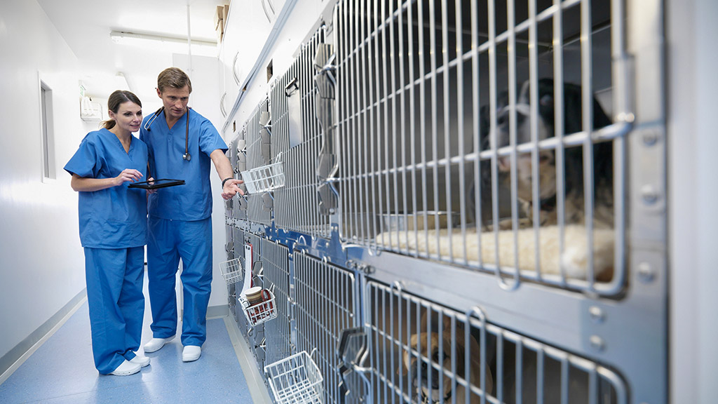 Veterinary nurses looking at animals in cages