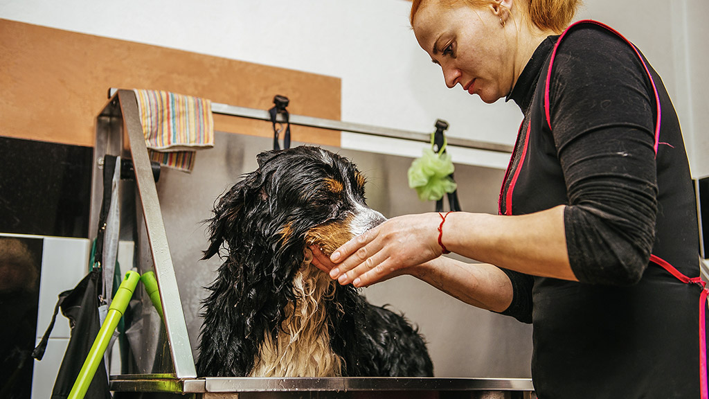 a young woman having a dog wash at the clinic