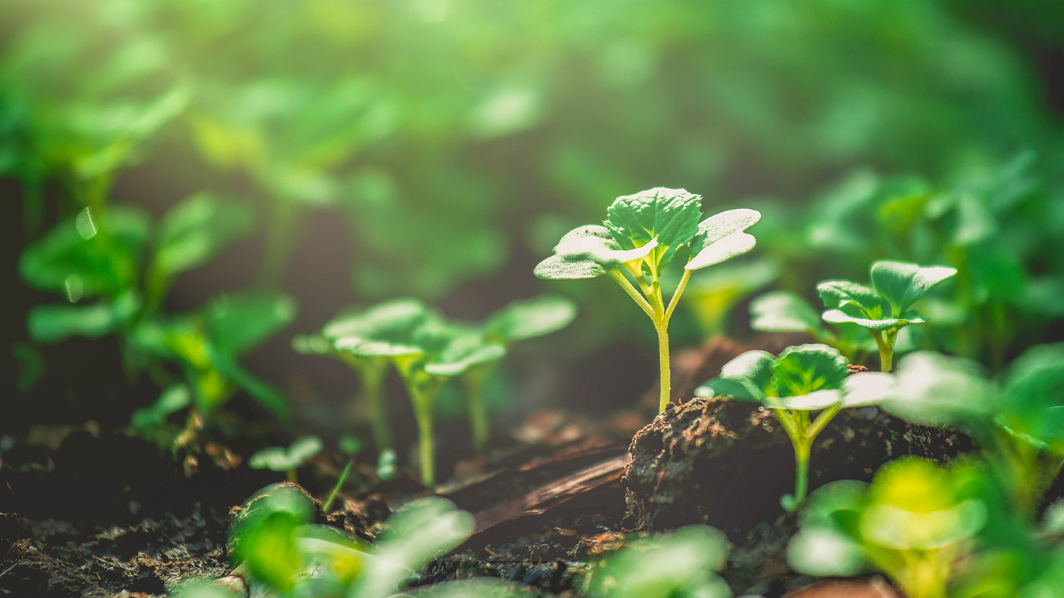 A close view of a young green shoot