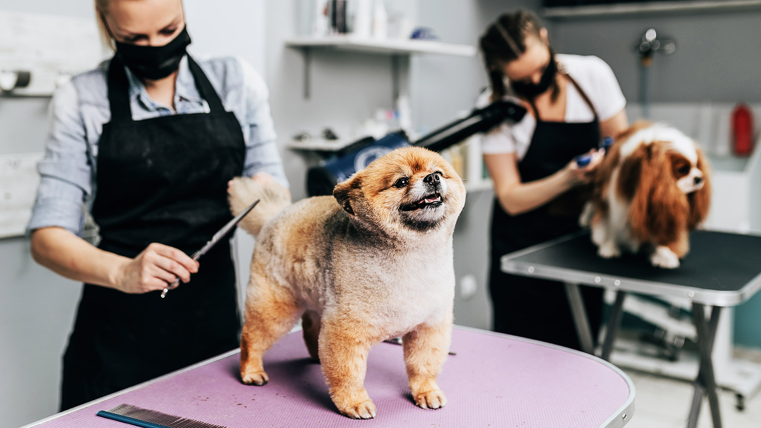 A cute dog being given the whole grooming service