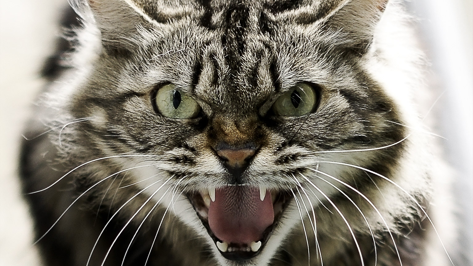 An angry cat showing fangs