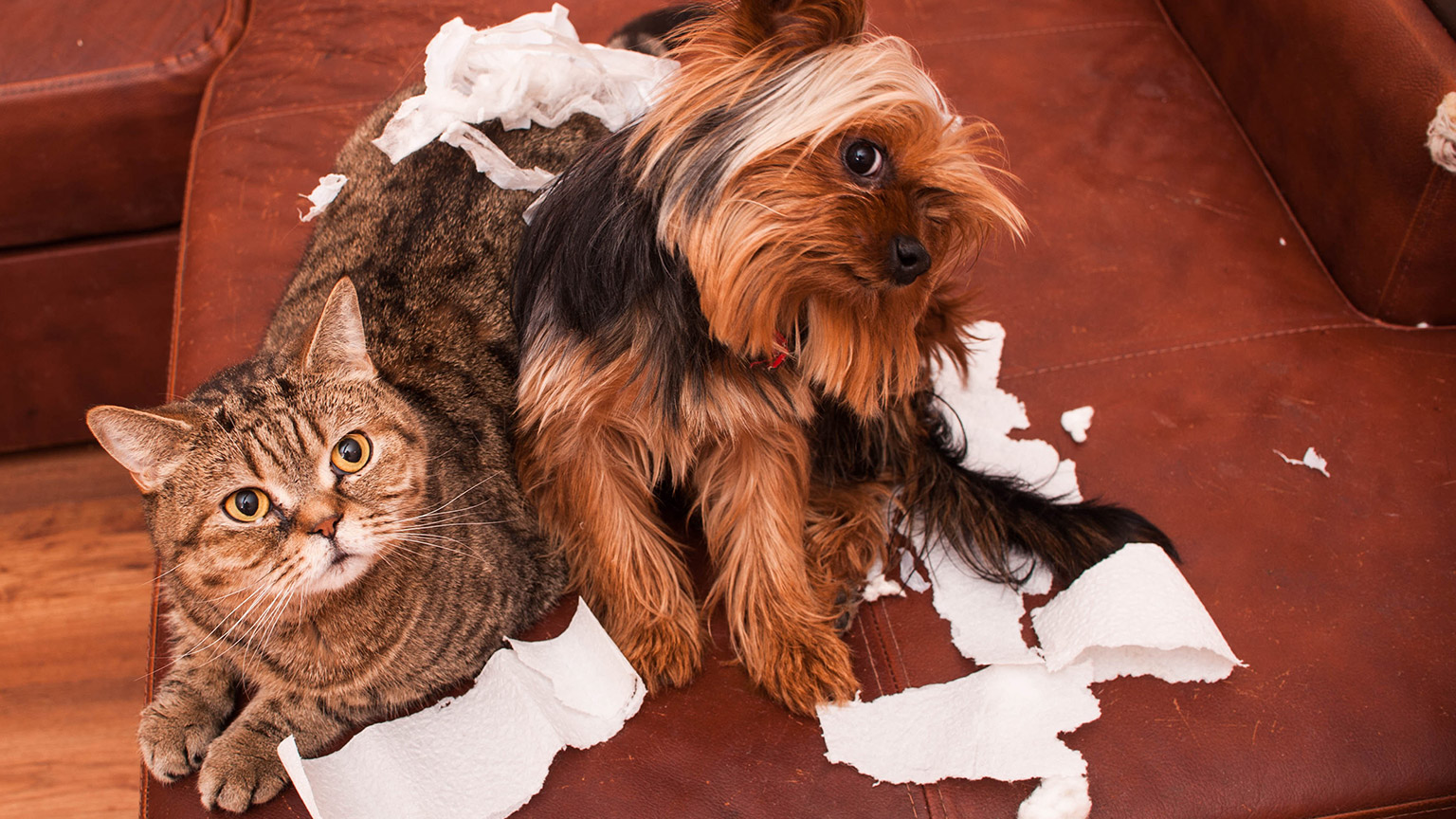 A dog and cat behaving badly