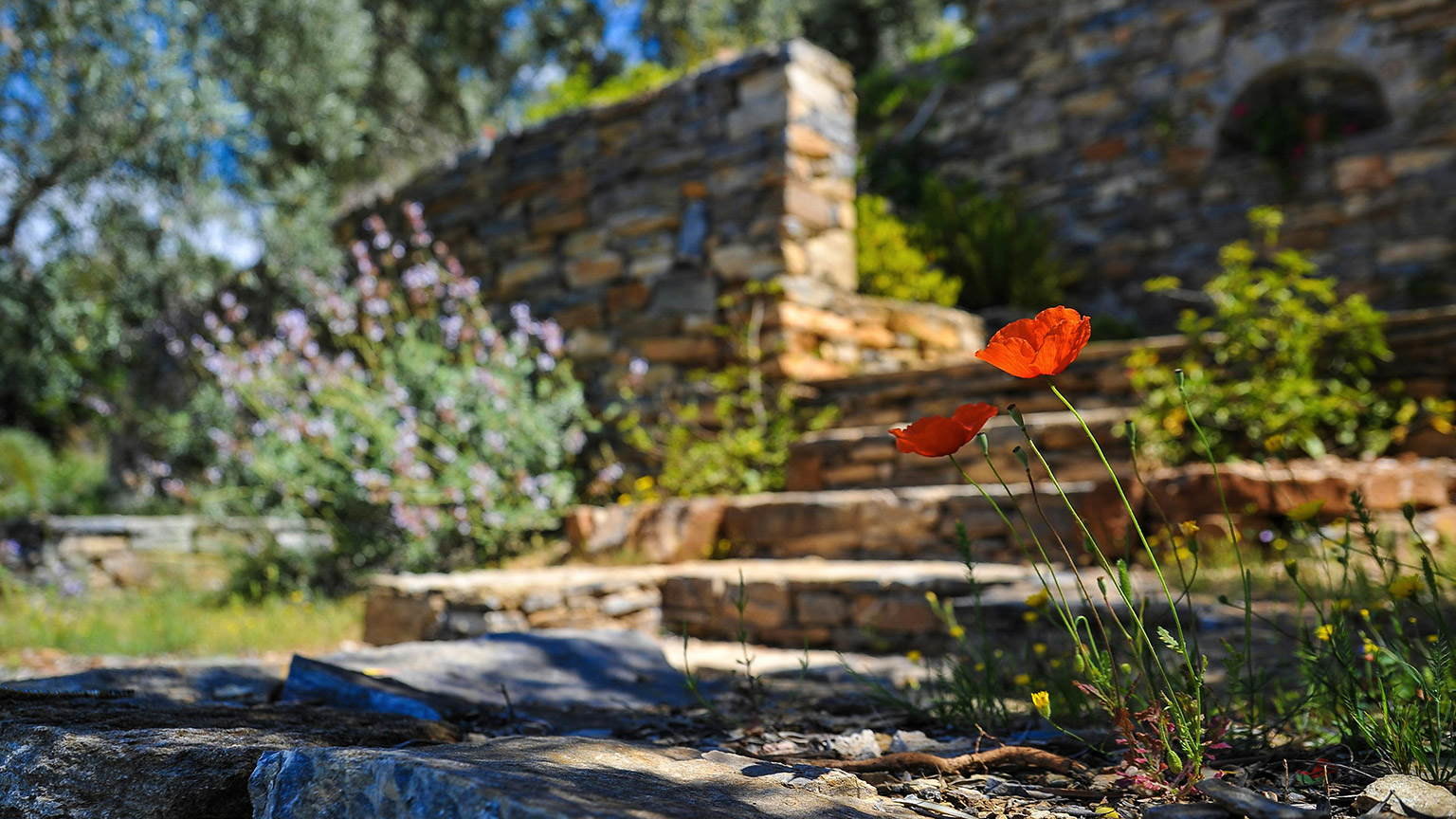 An outdoor garden with a variety of landscaping