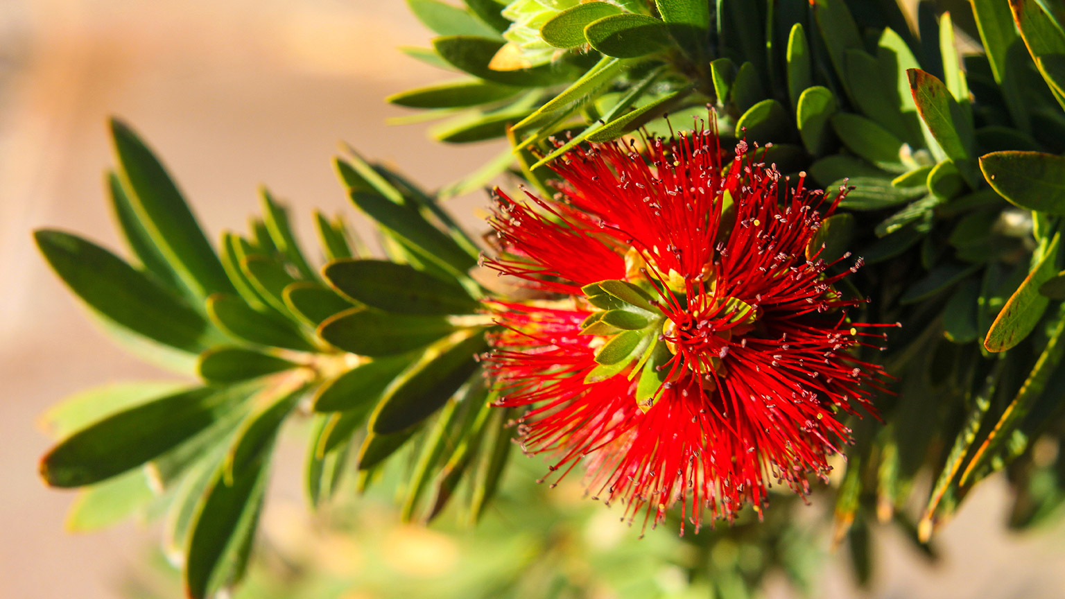 Pohutukawa flower