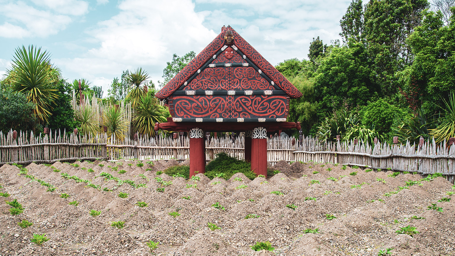 Traditional Māori vegetable garden in Hamilton, New Zealand