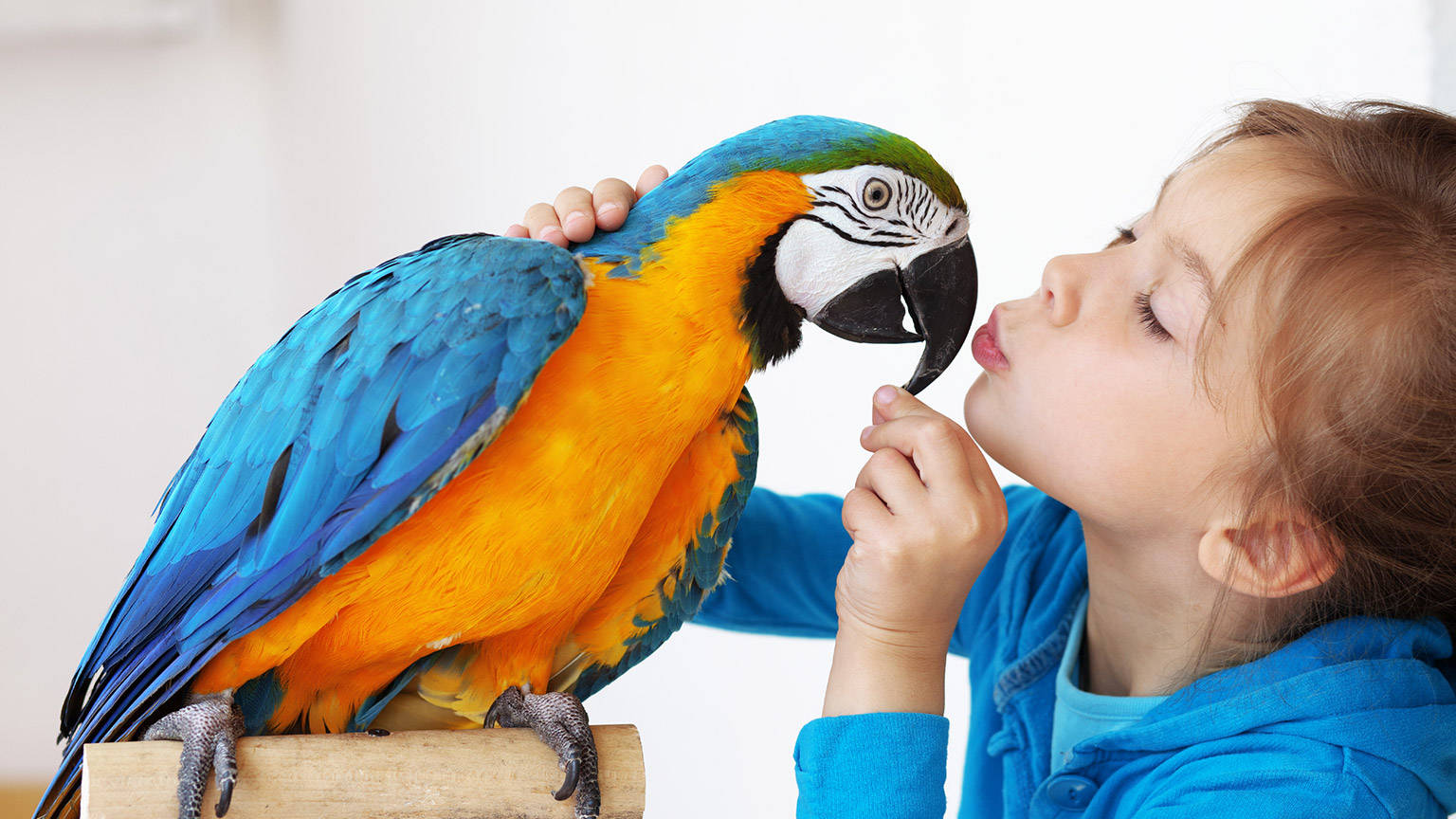 A child with a pet parrot