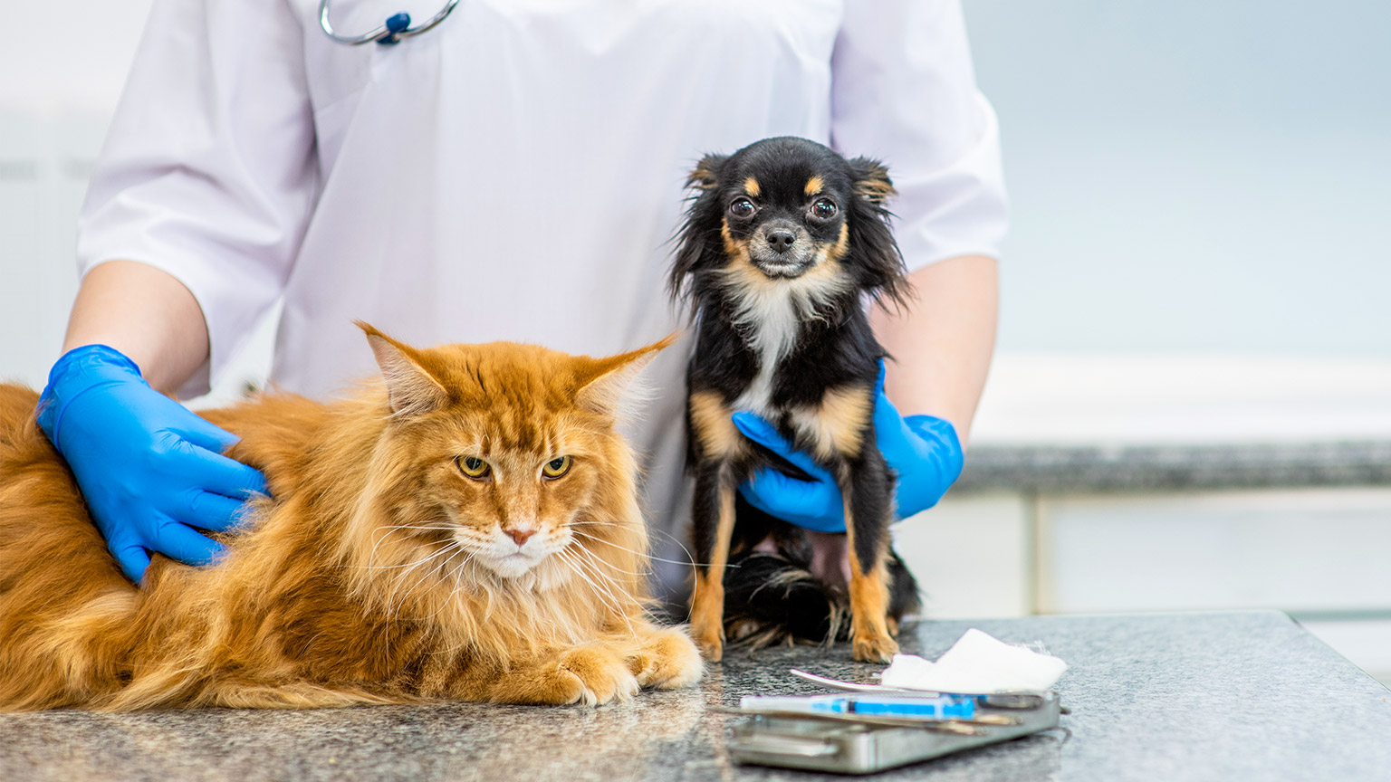 A vet with a dog and cat