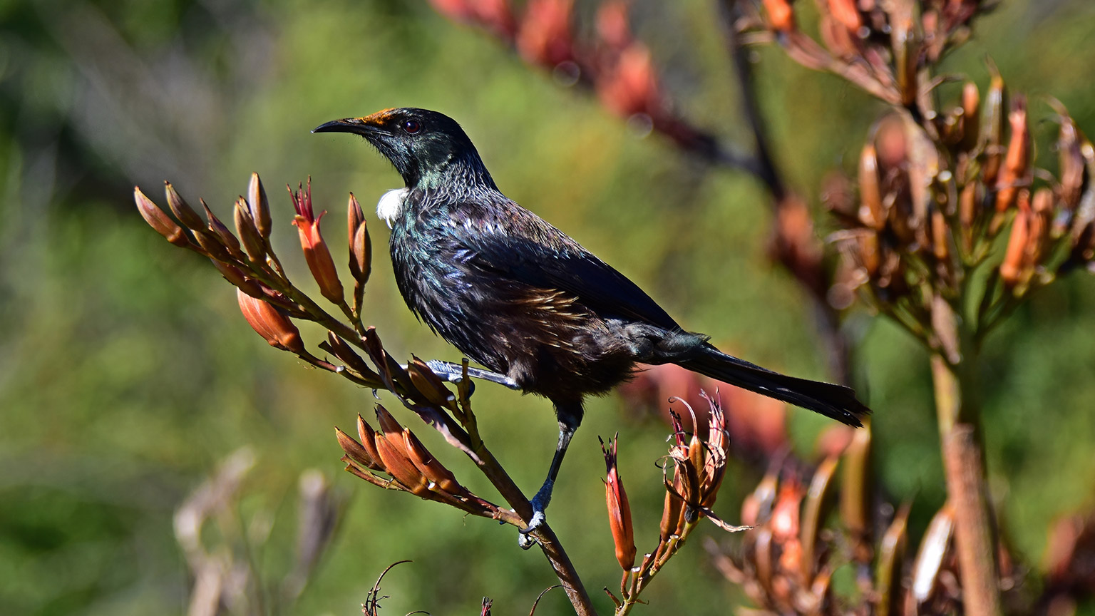 A tui sitting on an NZ Flax in Auckland