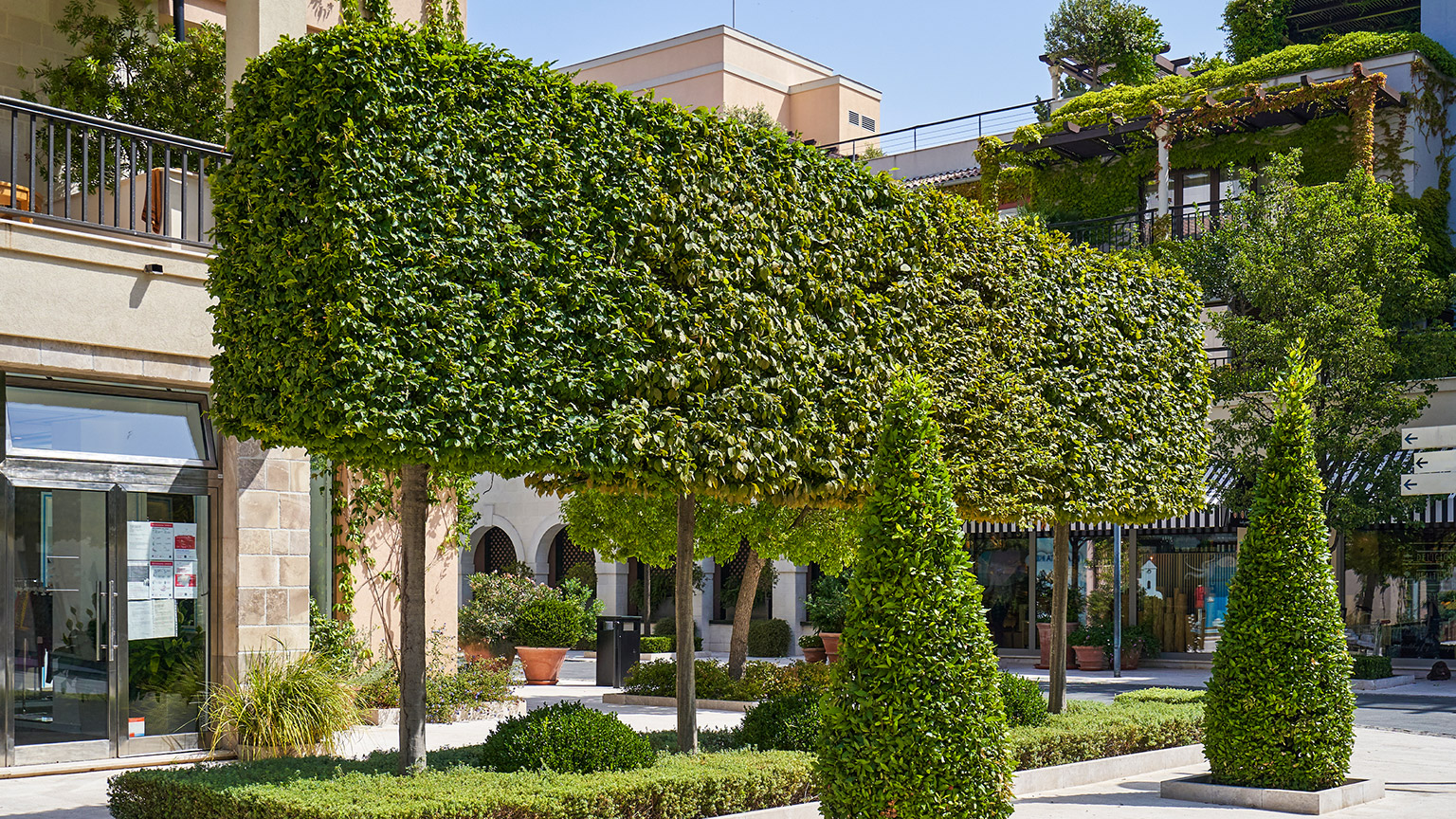 Shaped trimmed tree of rectangular shape in Tivat, Montenegro.