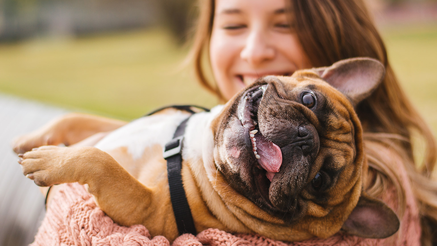 A person holding a pug