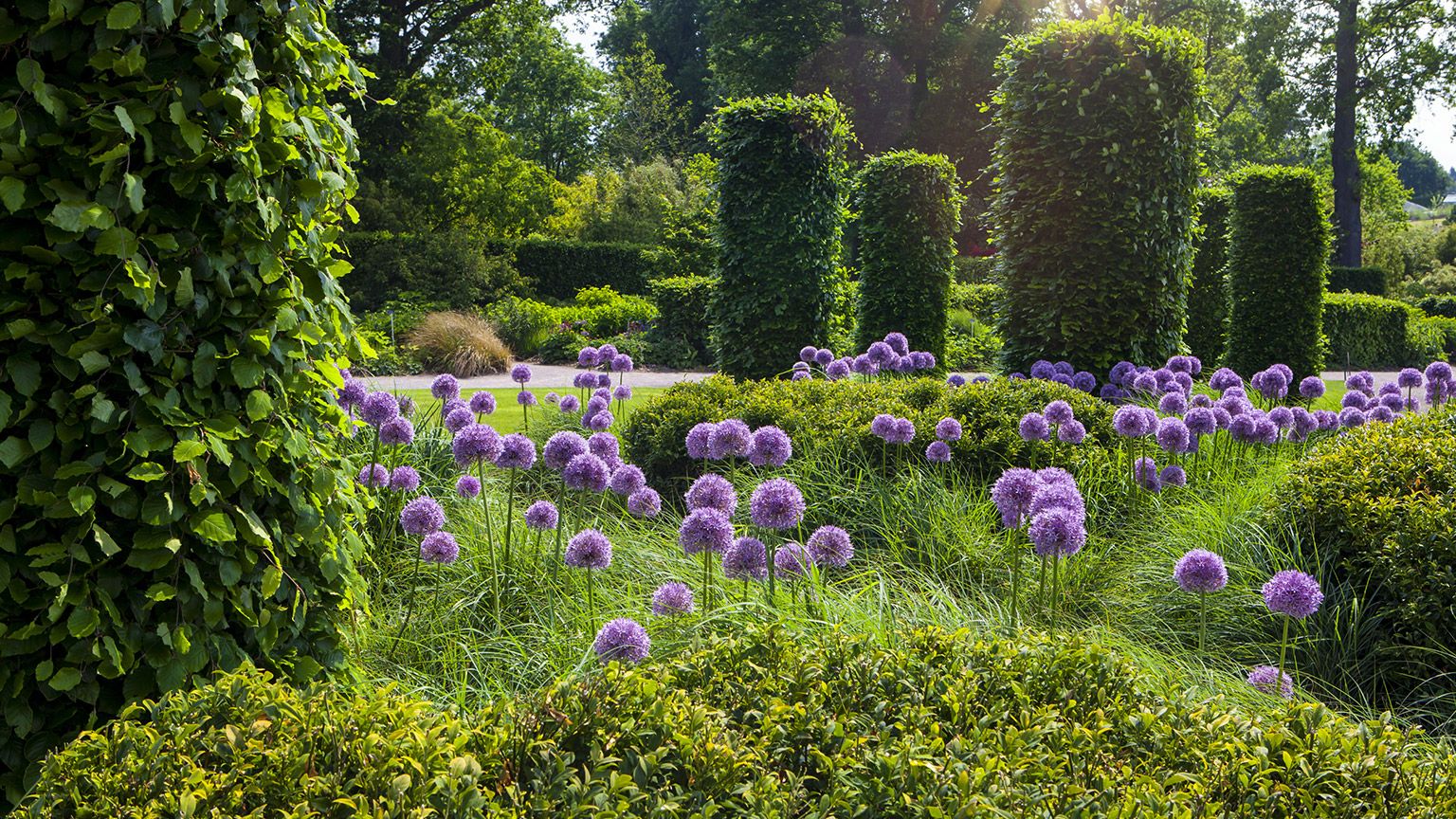 English garden with blooming alliums