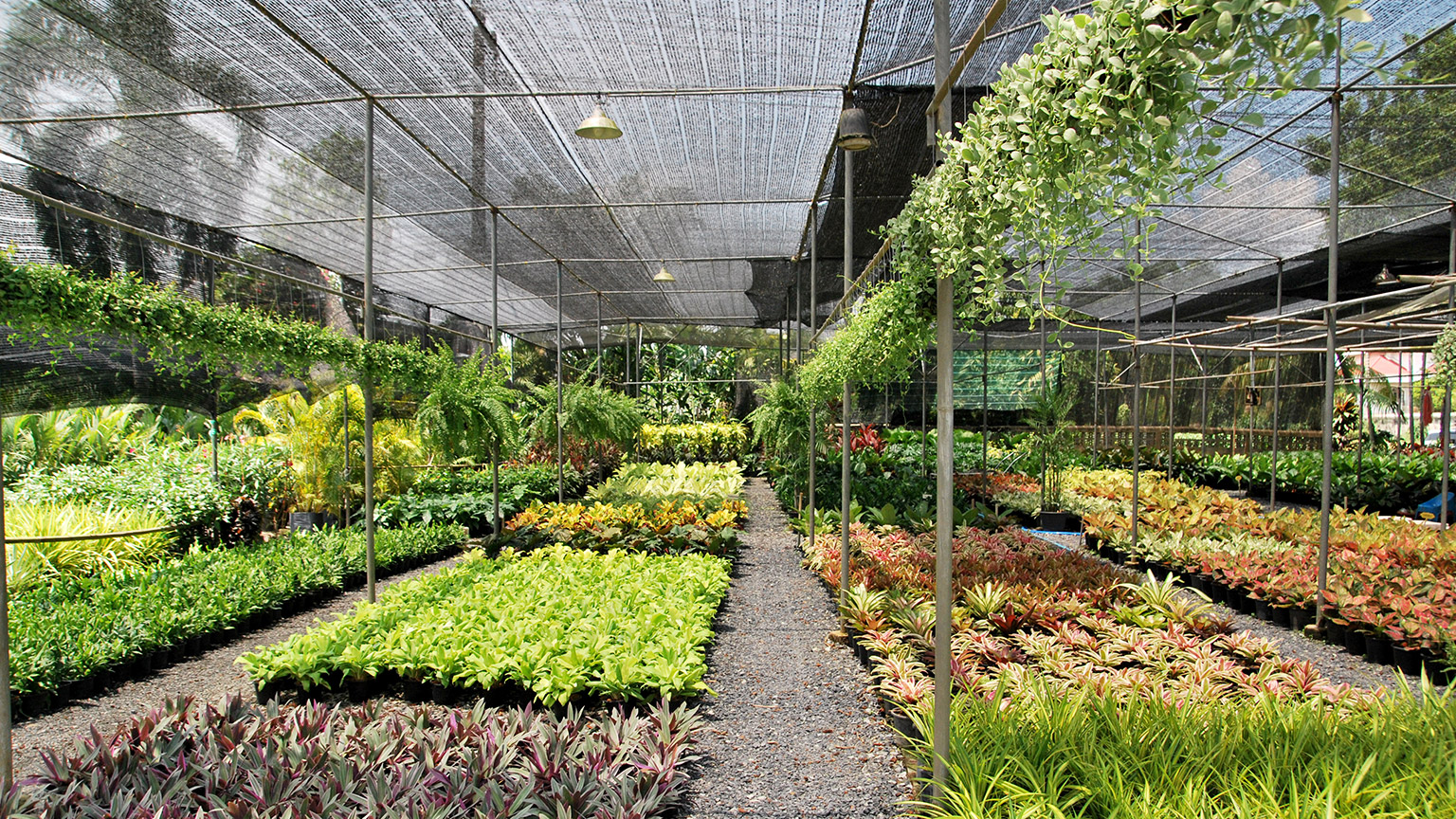 Tree in a pot farm, with many different trees for sale