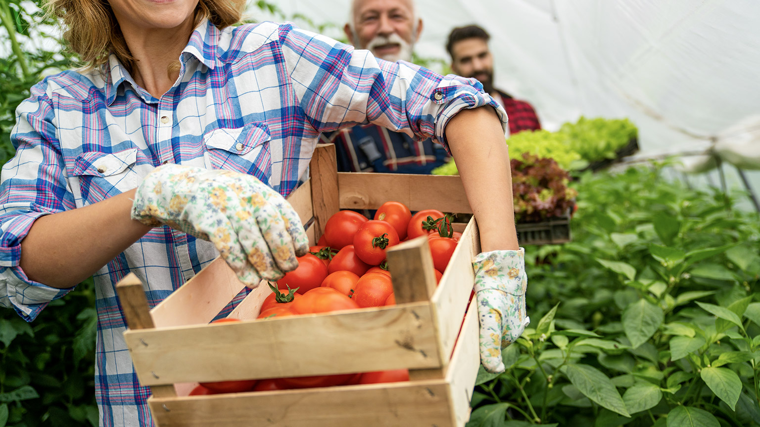 Team of multicultural male and female farmers harvesting and working in organic farm