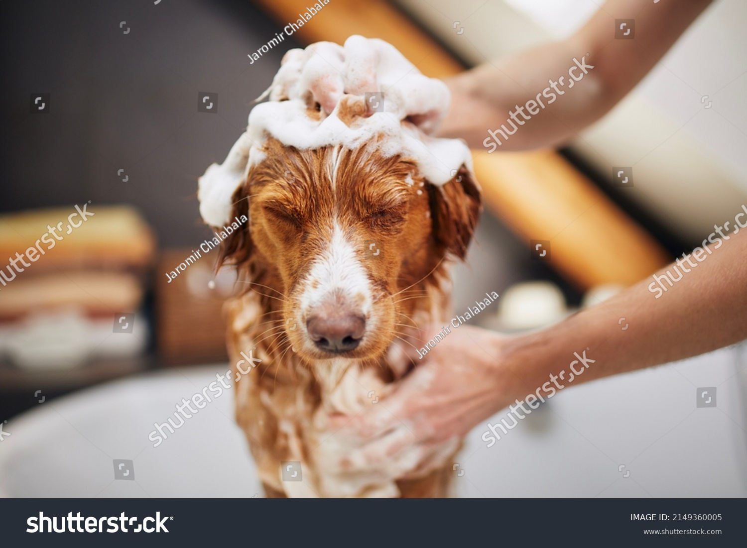 washing dog