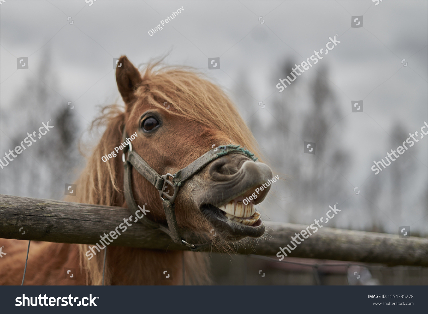 horse looking over fence 
