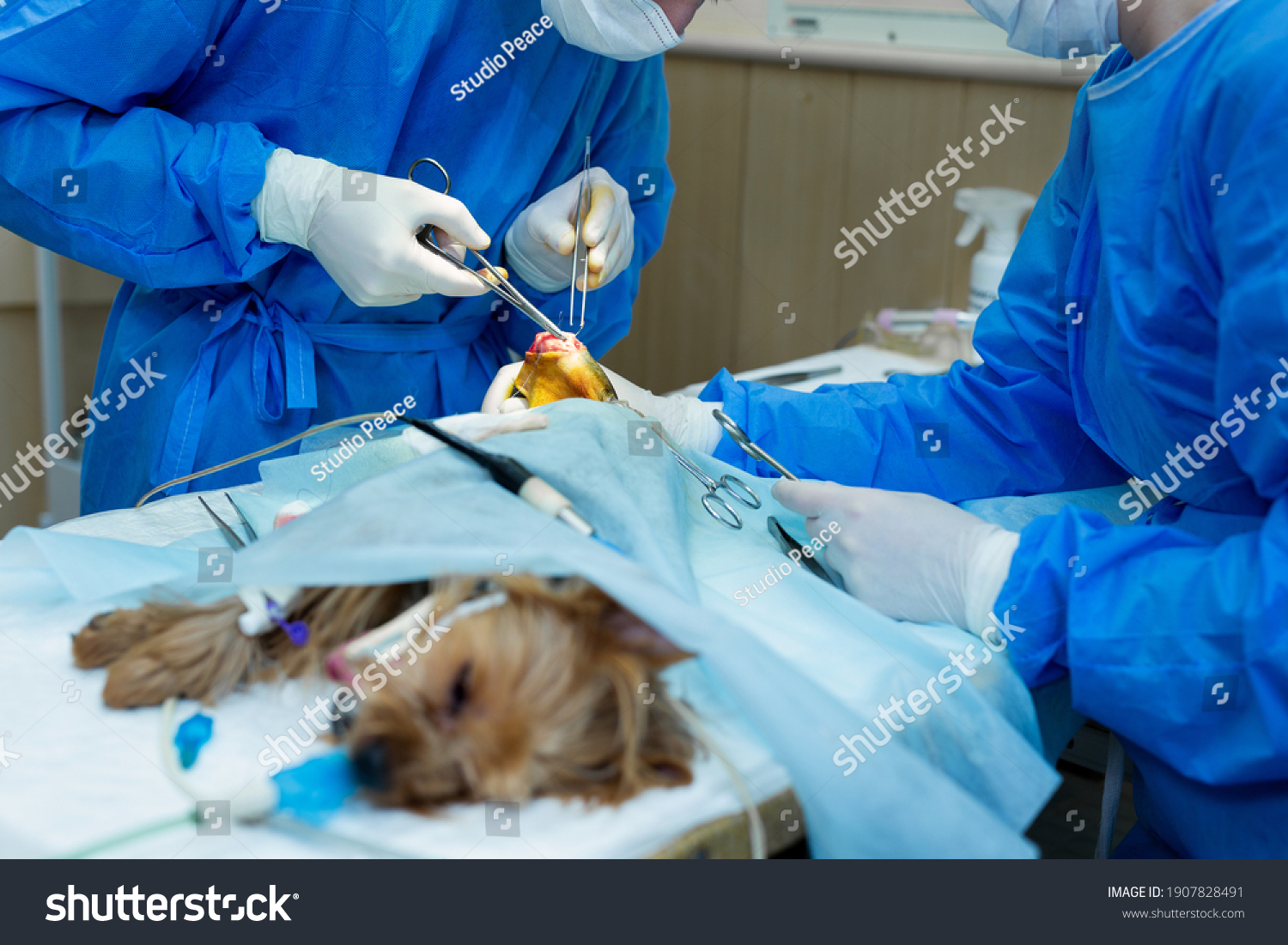 animal surgery 