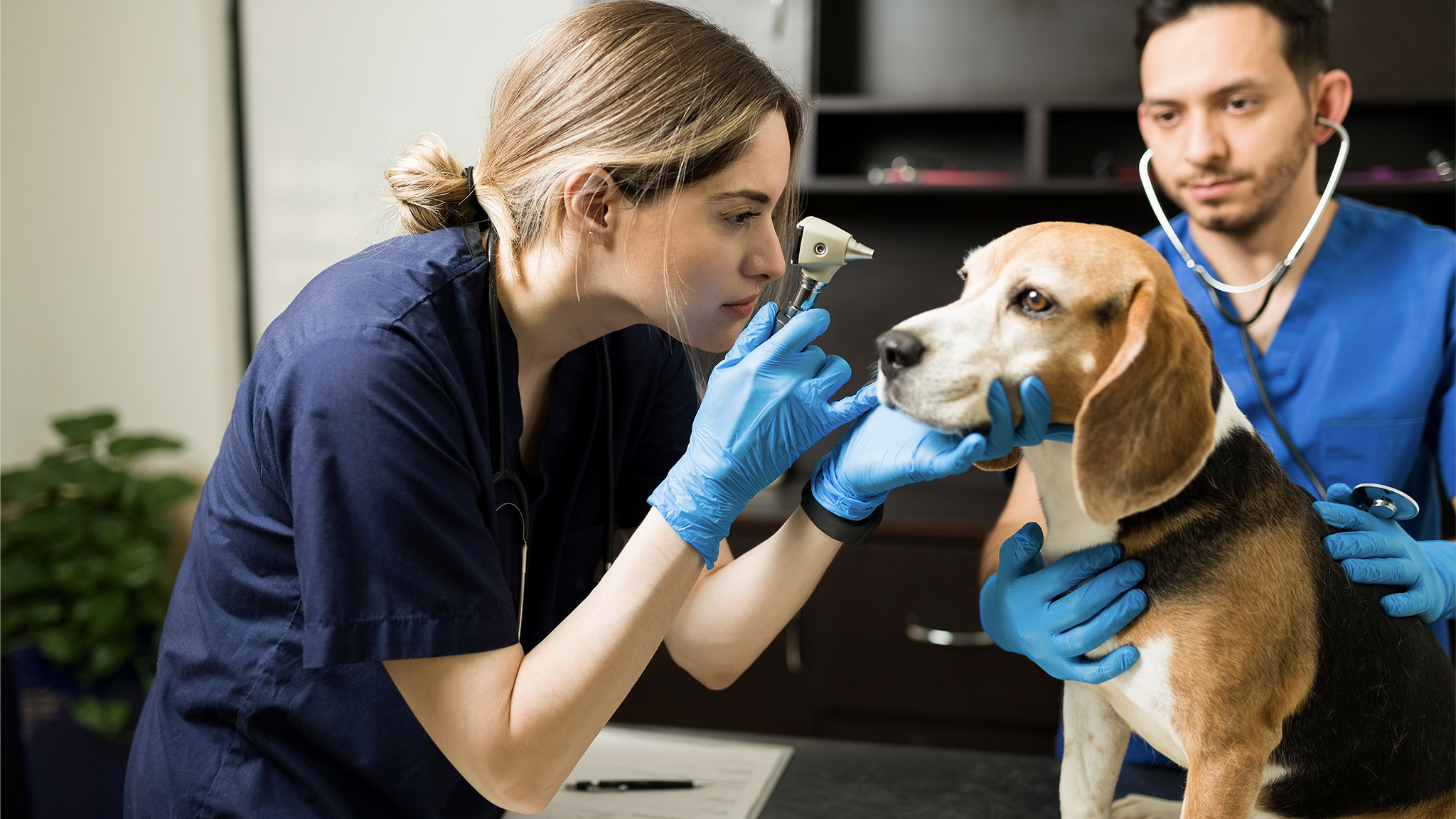 Attractive woman veterinarian holding an otoscope on a beagle pet. 