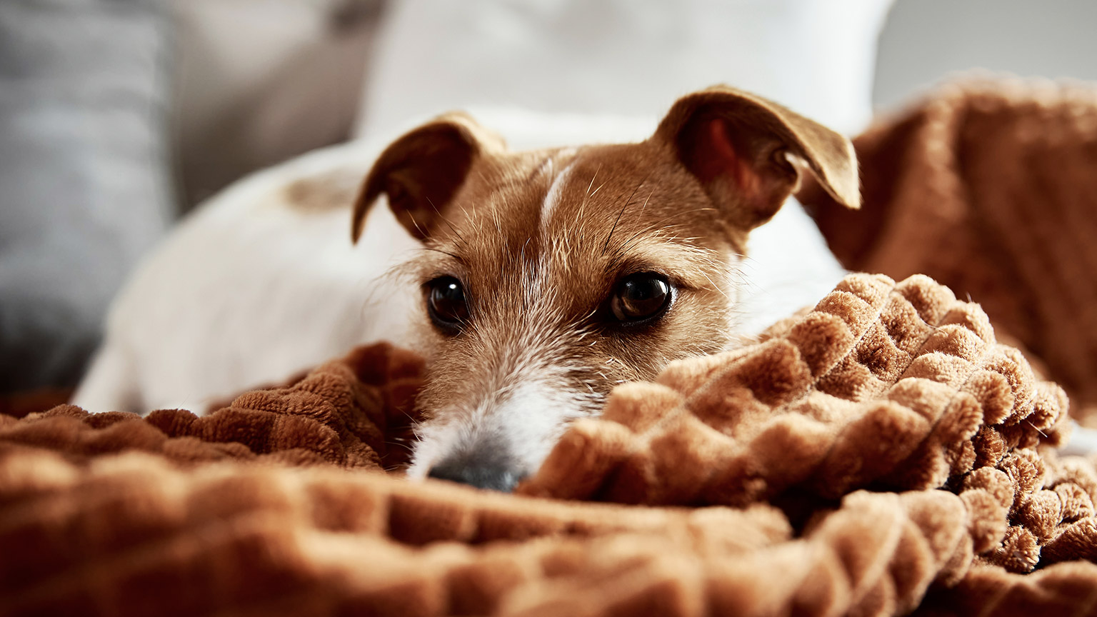 Lazy pet dog relaxed at home