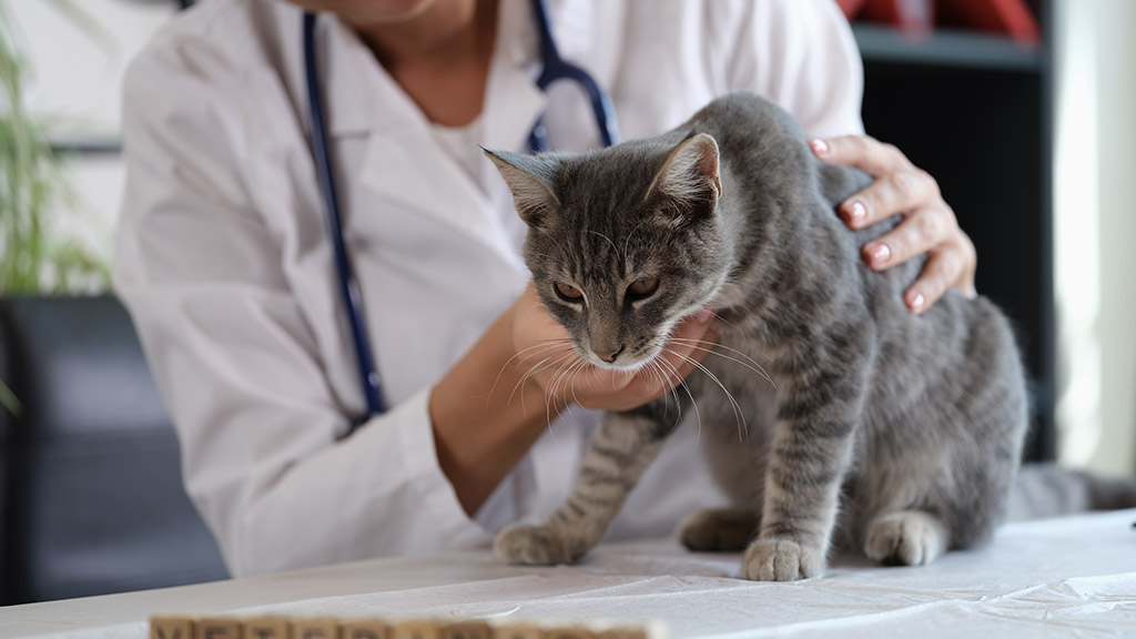 Diagnostics of pets health in veterinary clinic concept.