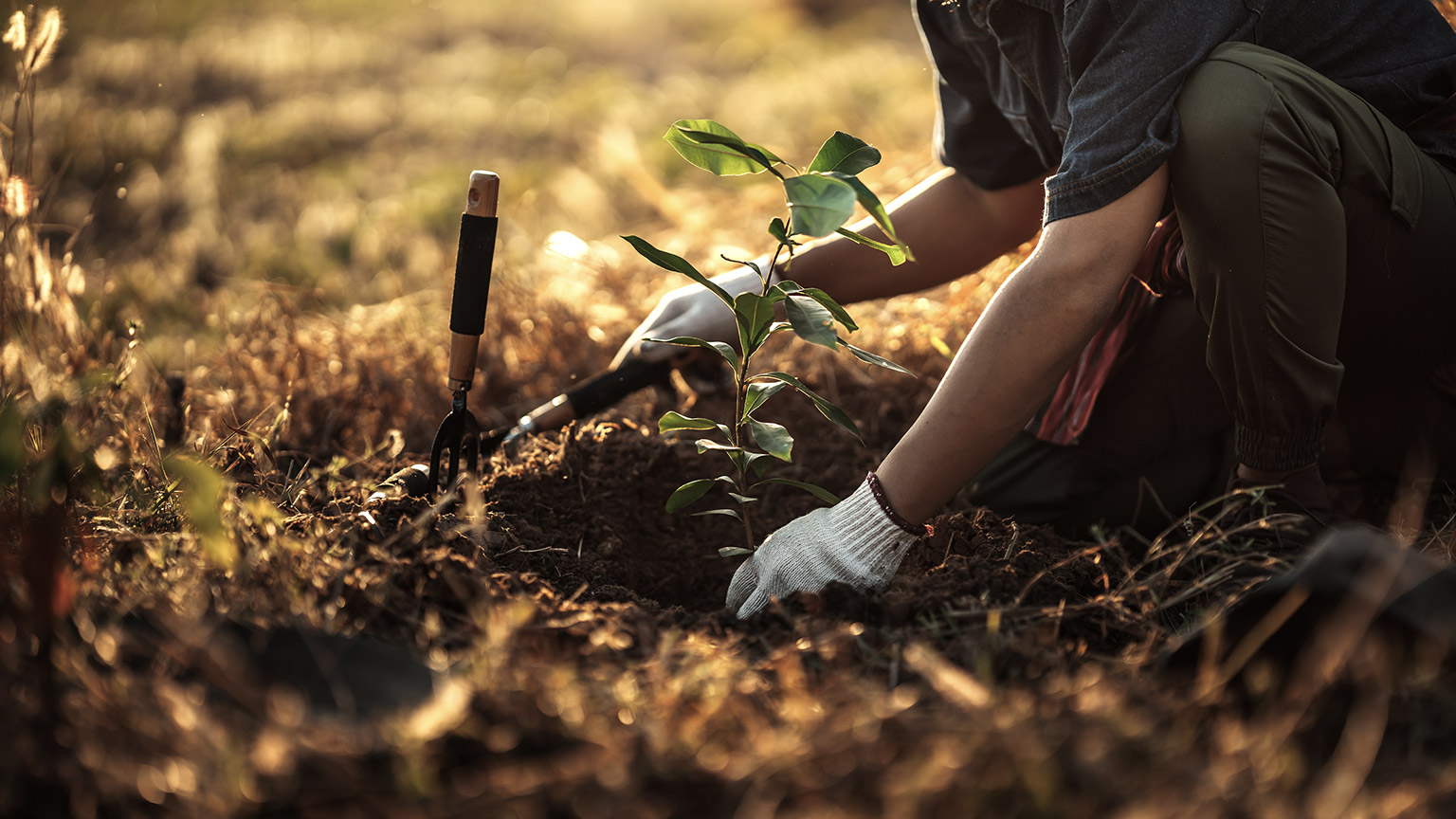 A person planting a tree