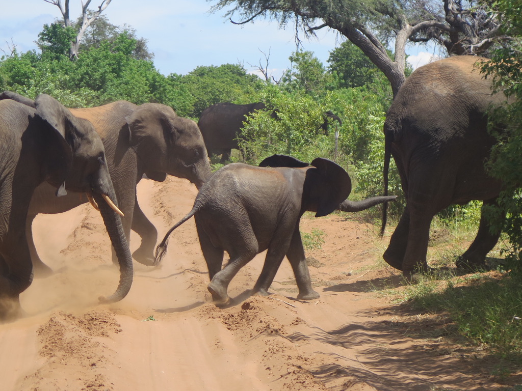 elephants crossing