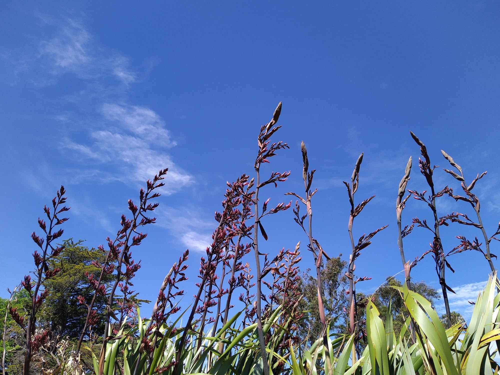 NZ Flax