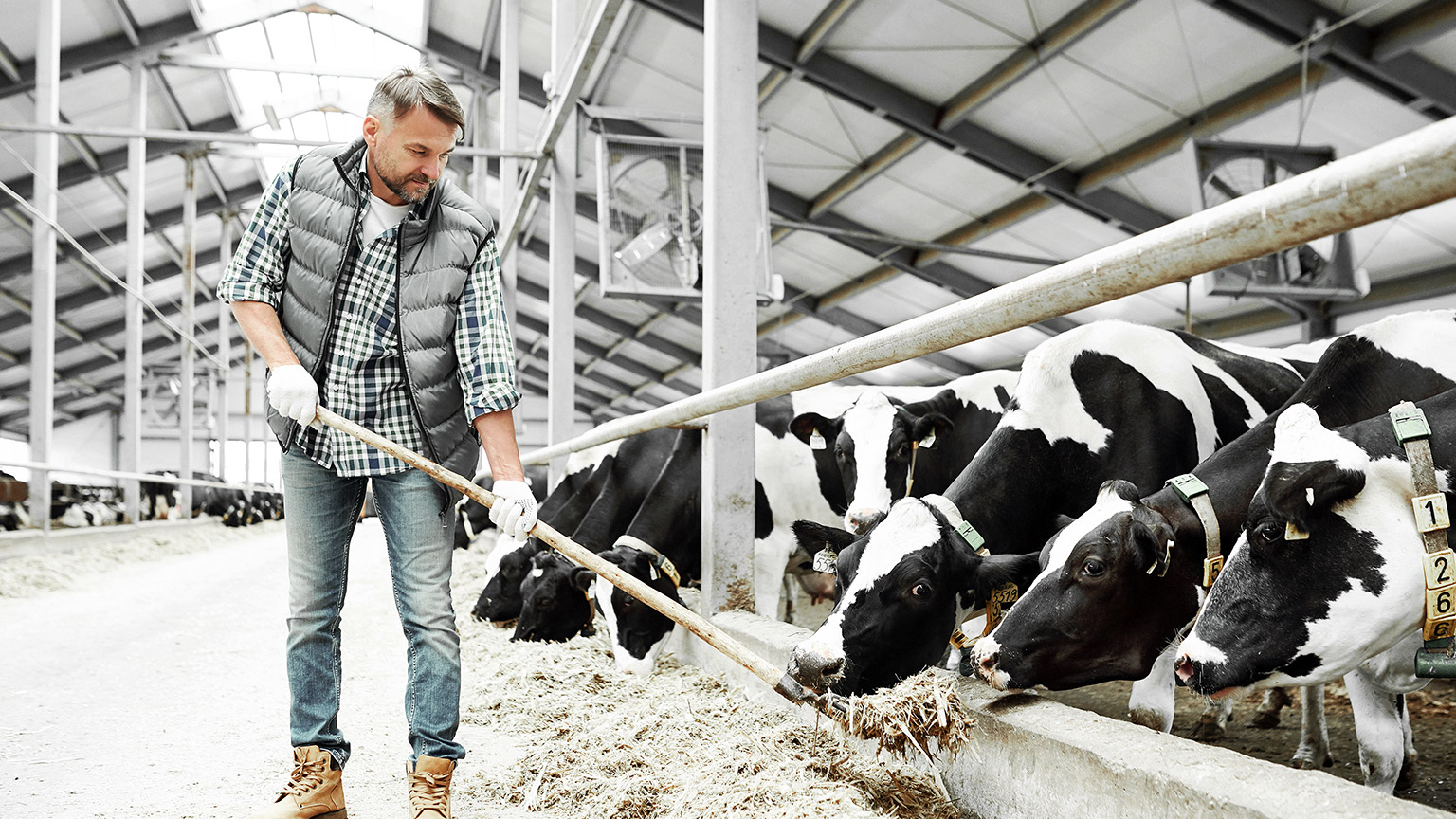 Feeding cows