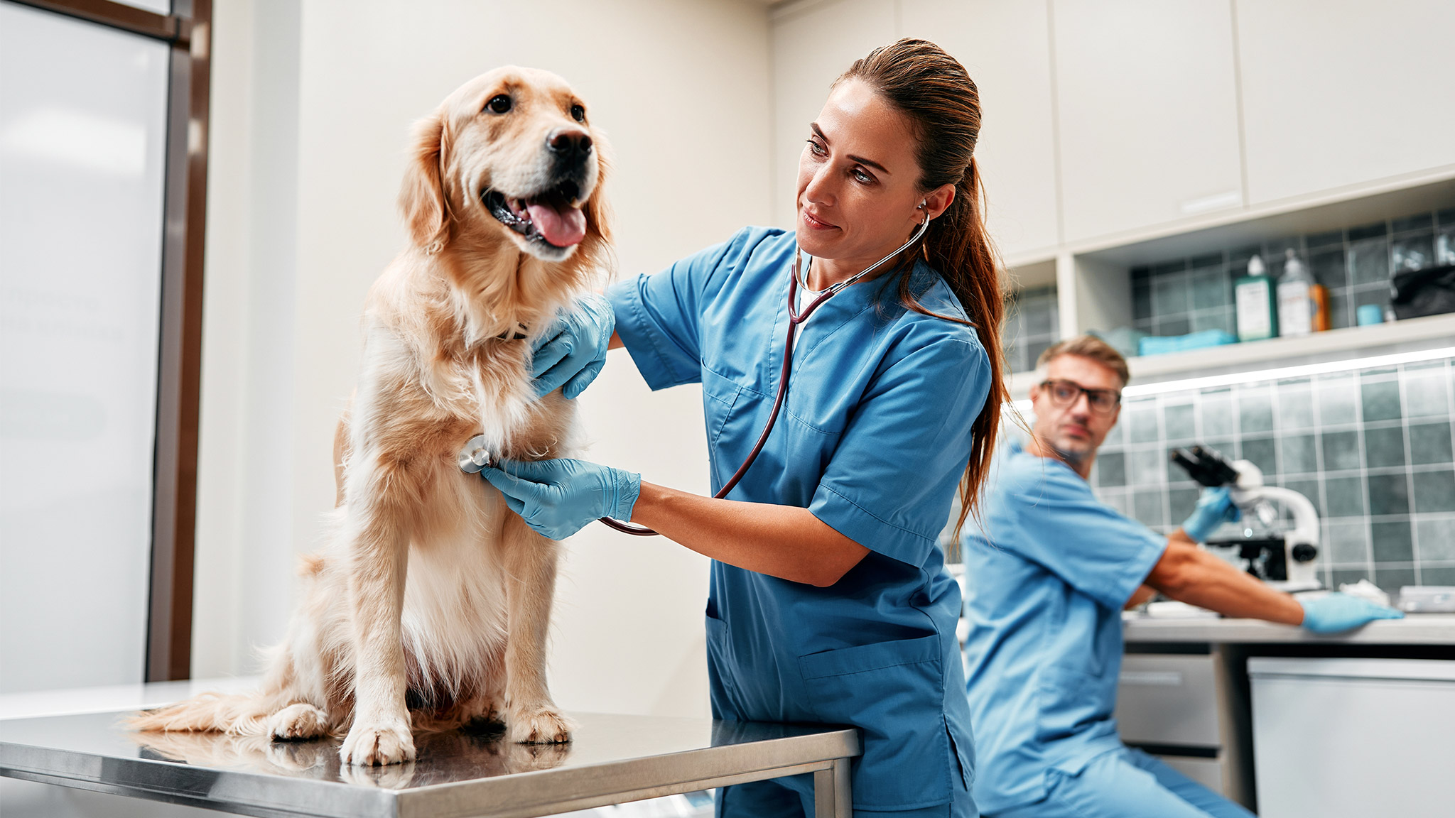 Veterinarians doctors conduct a routine examination of a dog 