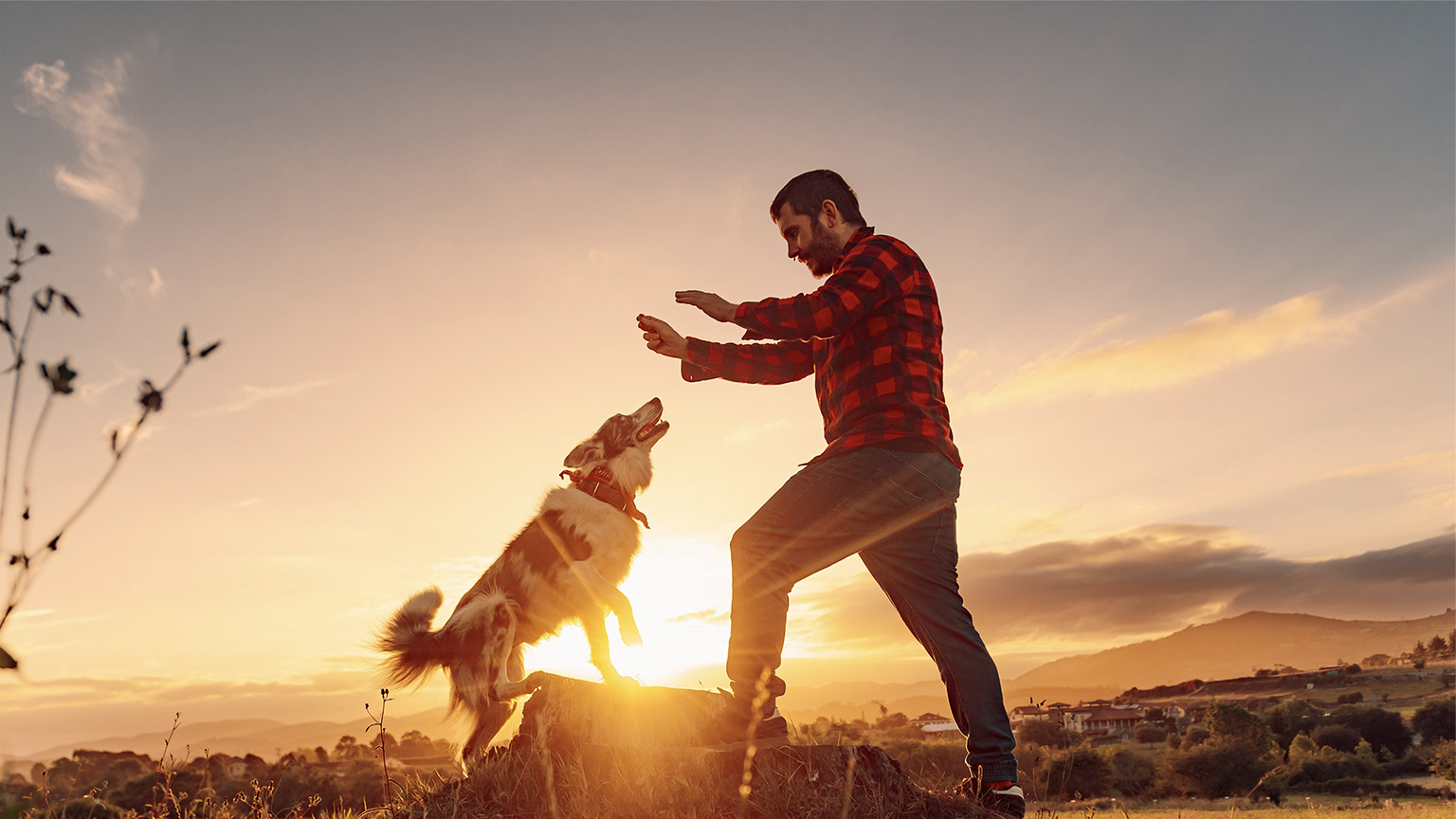 Young man standing in the field playing and training with his border collie 