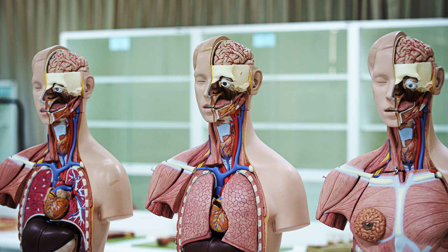 Anatomical mannequins in the human body learning room and surgery