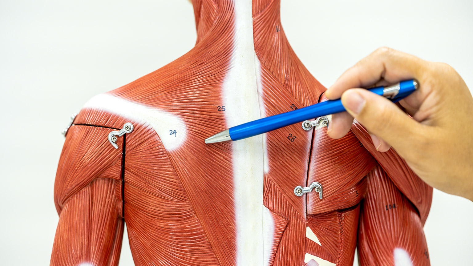 Doctor pointing the musculoskeletal system using a pen