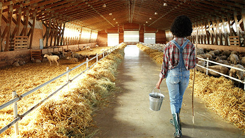 African American woman shepherd walking in stable and carrying bucket with food