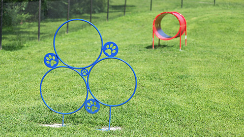 agility rings for dogs to jump through, with a tunnel in the background.