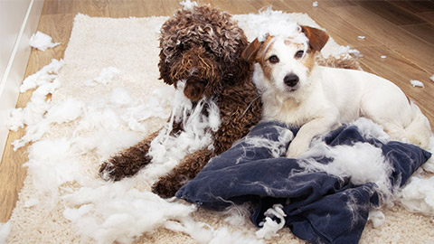 Dog mischief. Two dogs with innocent expression after destroy a pillow. separation anxiety and obedience training concept.