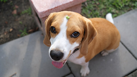 A beagle being trained to wait for treat