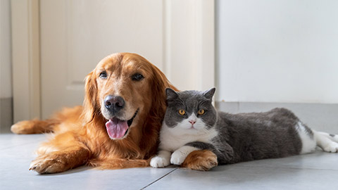 Golden Retriever and British Shorthair get along