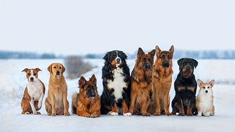 Group of different dogs on obedience training in winter