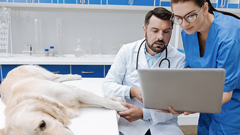 Sick Labrador lying on the table in clinic