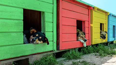 Dogs rest in booths at an animal shelter.