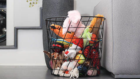 Assortment of dog toys