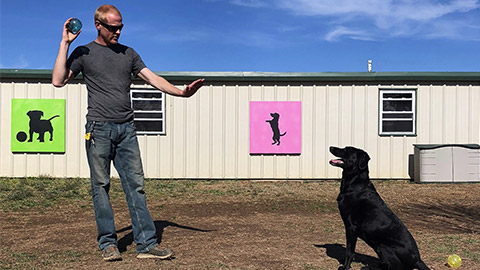 teaching a dog to stay using positive reinforcement training